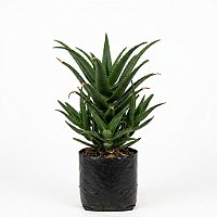 Babosa — Pote 15 | 20 a 30 cm