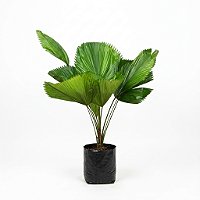 🌴 Palmeira Licuala – 1,00 a 1,20 m