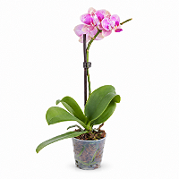 Orquídea Phalaenopsis Rosa — Pote 15