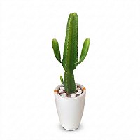 🌵 Arranjo de Cacto Mandacaru no Vaso de Polietileno