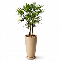 🌿 Arranjo de Palmeira Ráfis no Vaso de Polietileno