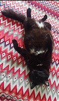 gato gordo