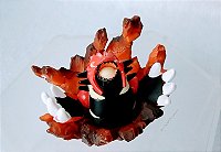 Pokémon de vinil estático Primal Groudon 2014, mede 4 cm de altura e 6 cm de largura