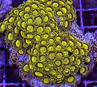 Zoanthus King Midas