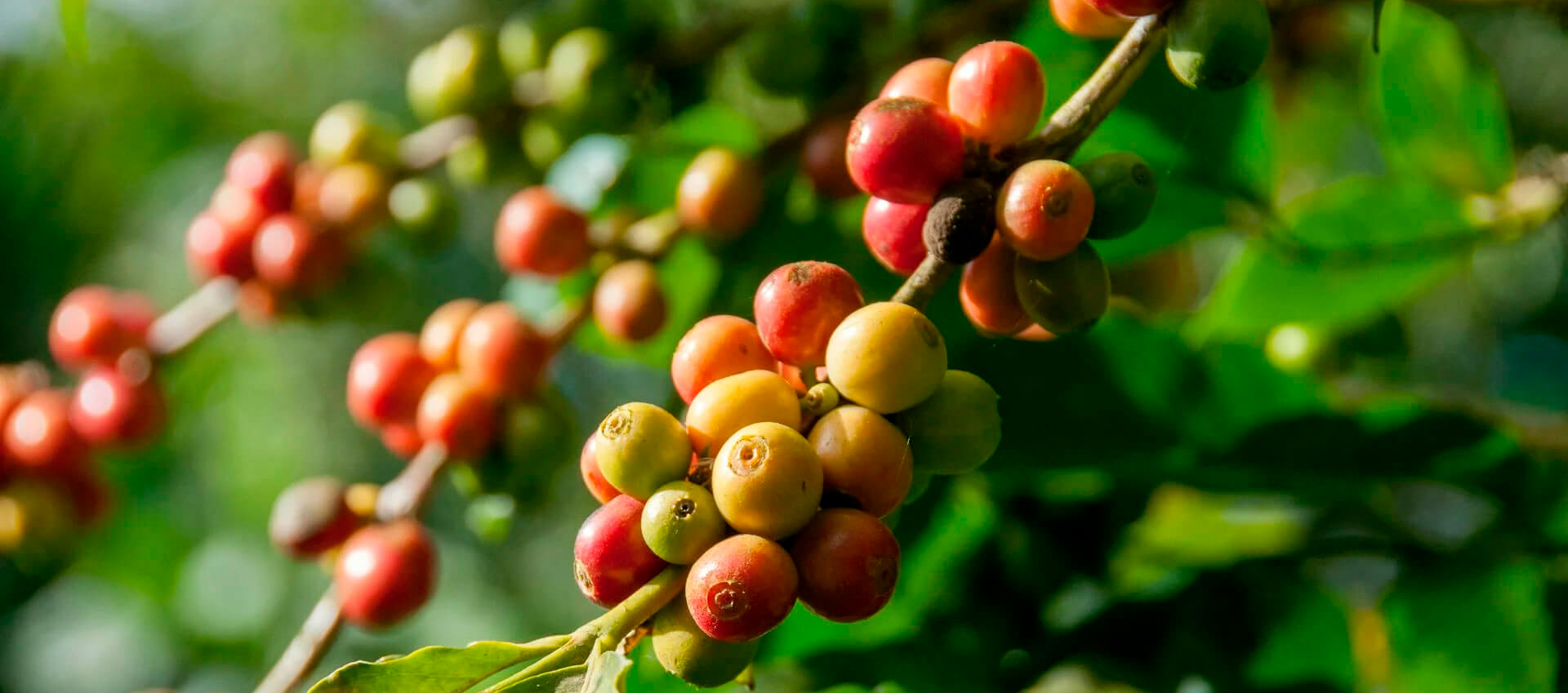 Plantação de Café