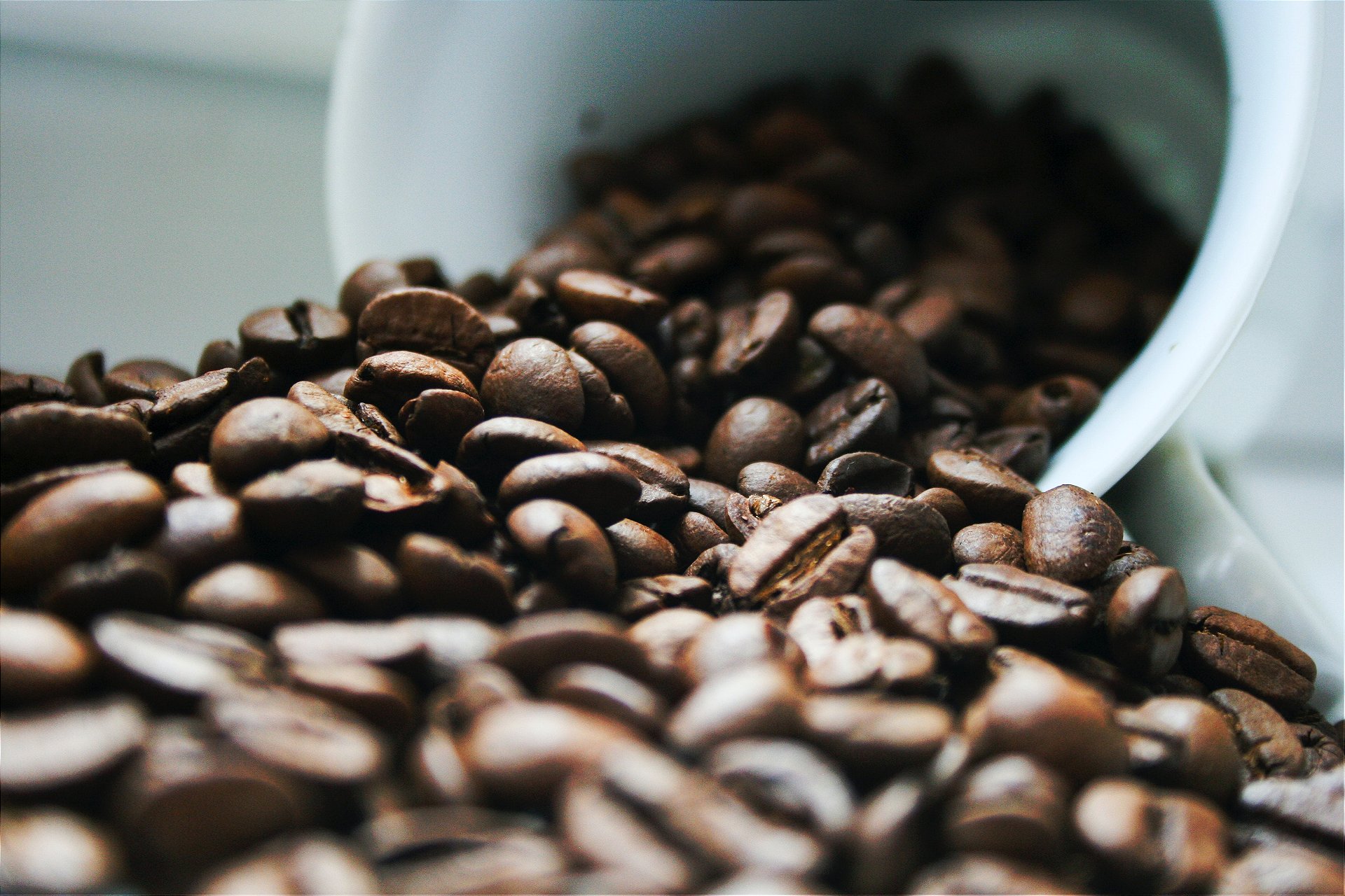 Muito se fala de espécies e variedades de café, mas o que são