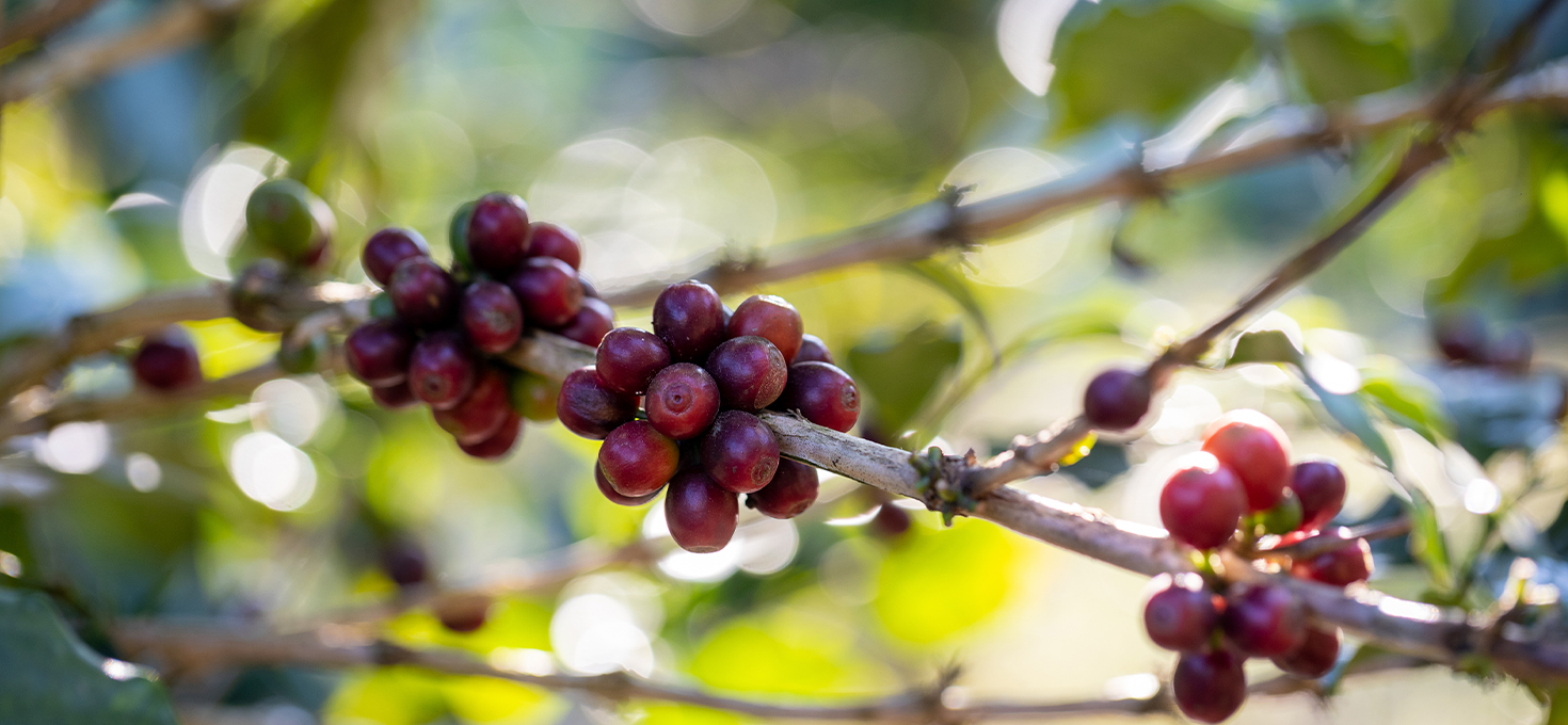 Qual tipo de Fruta o Café é?