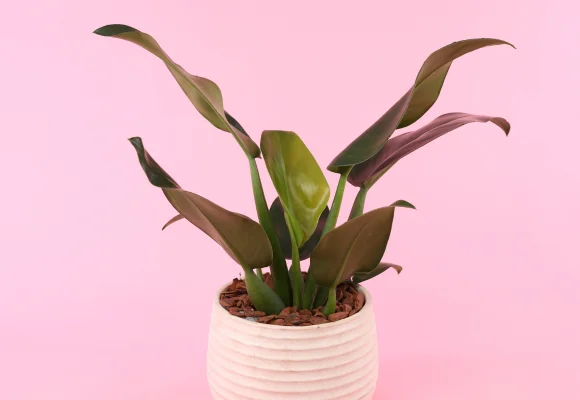 Plantas
