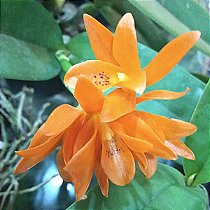 Cattleya aurantiaca laranja