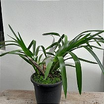 Orquídea Gigante Grammatophyllum speciosum Touceira