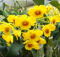 Dendrobium chrysotoxum (Dendrobium chryzotoxum) muda pequena