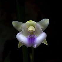 Cochleanthes candida