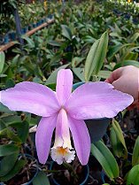 Laelia jongueana