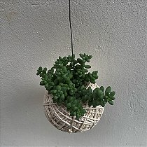 Kokedama Suculenta Dedo de moça (Sedum pachyphyllum)