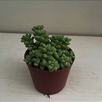 Suculenta Dedo de moça (Sedum pachyphyllum)