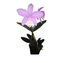 Cattleya harrisoniana tipo