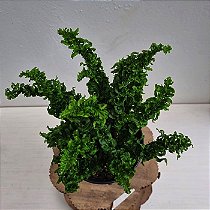 SAMAMBAIA ARIANE CUIA