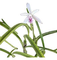 LAELIA LUNDII
