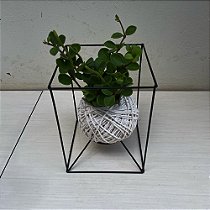Kokedama de Peperomia tetraphylla Hope com suporte Cubo