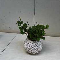 Kokedama de Peperomia tetraphylla Hope