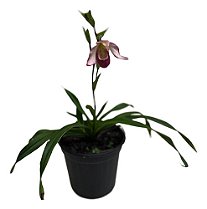 PHRAGMIPEDILLUM ROSA HÍBRIDO