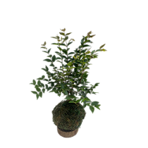 KOKEDAMA DE JABUTICABA PEQUENO