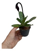 PAPHIOPEDILLUM VARIADOS (SAPATINHO)