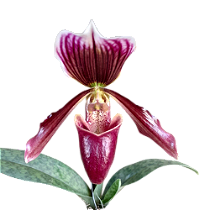 PAPHIOPEDILLUM ESCURO