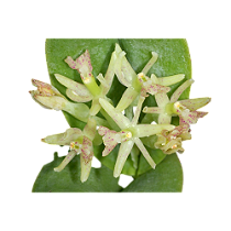 Epidendrum vesicatum