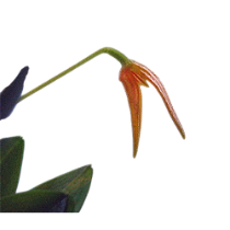 Pleurothallis corniculata