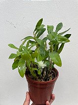 dendrobium purpureum