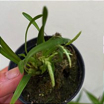 Dendrochilum pygmaeum (pigmea)