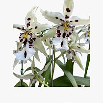 BEALLARA SNOWBLIND 'SWEET SPOTS'