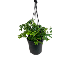 SAMAMBAIA CRISTATA ("NEPHROLEPIS EXALTADA") Promoção
