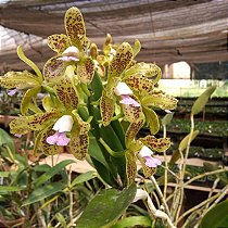 Cattleya guttata