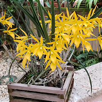 Brassocattleya Sunny delight (Brassavola perrini x C. aurantiaca) MUDA