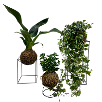 KIT 3 FOLHAGENS KOKEDAMA DE PACOVÁ, HERA ESTRELA E PEIXINHO VERDE COM SUPORTE