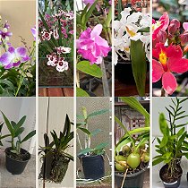 Kit Orquídeas para Colecionar 5 Espécies