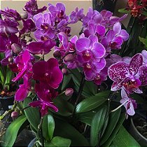 MINI PHALAENOPSIS COM FLOR - CORES VARIADAS