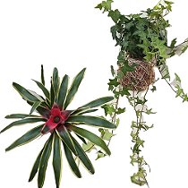 Kit 2 Kokedamas: Hera Estrela E Bromélia Carolina