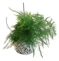 KOKEDAMA DE MELINDRE - BARBANTE CRU