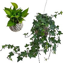 KIT KOKEDAMA JIBOIA NEON + KOKEDAMA HERA ESTRELA