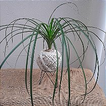 KOKEDAMA DE PATA DE ELEFANTE COM SUPORTE MESA