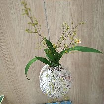 Kokedama  Oncidium Twinckle (sem Flor - Cores Diversas)