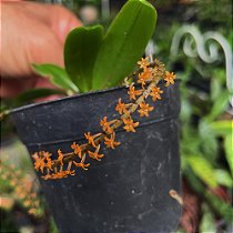 Chamaeangis hariotiana (Microterangis hariotiana ou Aerangis hariotiana)