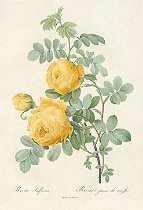 Rosa Sulfurea