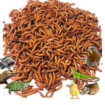 Tenebrio Molitor 300 Larvas Vivas