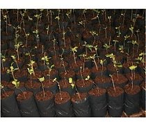 Embalagem Plástica Para Mudas Preto Brilhante 24 x 49 Pacote com 50/100/500 e 1000 Unidades