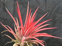 Tillandsia ionantha Var. ionantha (Air Plant)