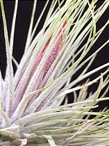 Tillandsia magnusiana (Air Plant)